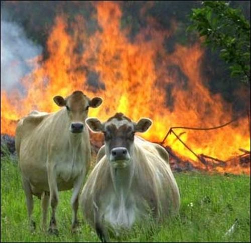 Evil-Cows